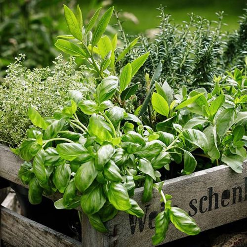 Frobombe i trykt aeske - Billede 4